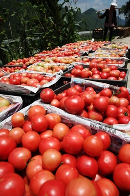 重慶黔江:扶貧生態菜為農增收